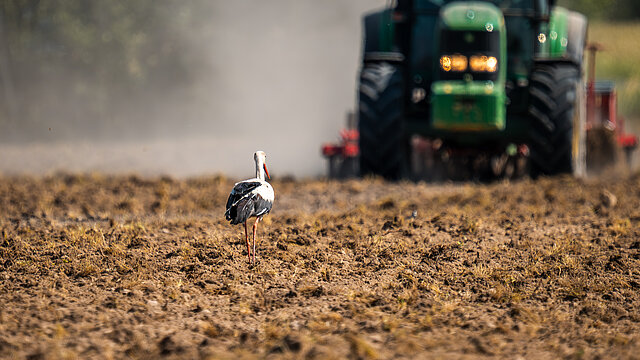 Een vogel op het land met een trekker op de achtergrond